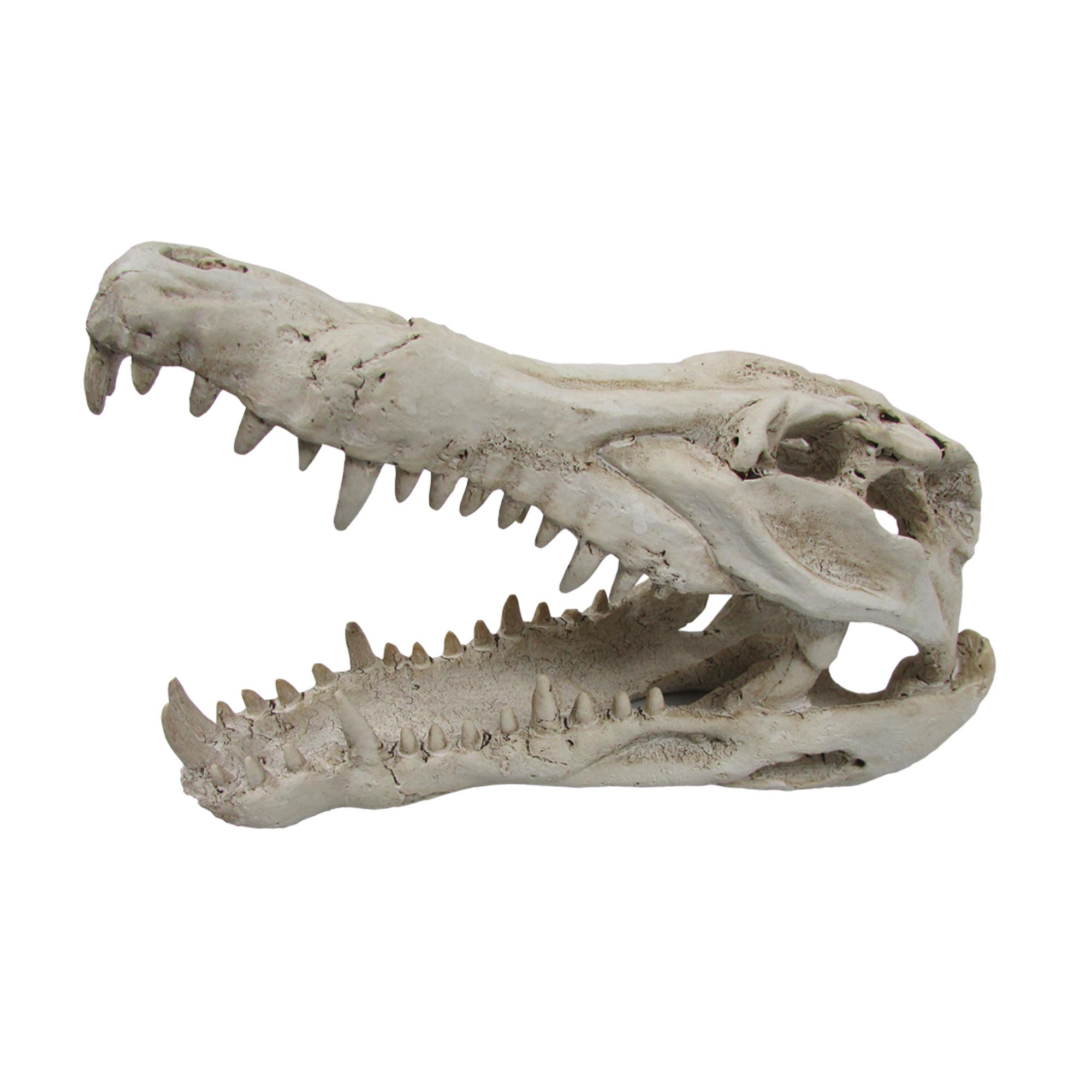 O.SCSKM Croc Skull Med 25x11.5x15.5cm