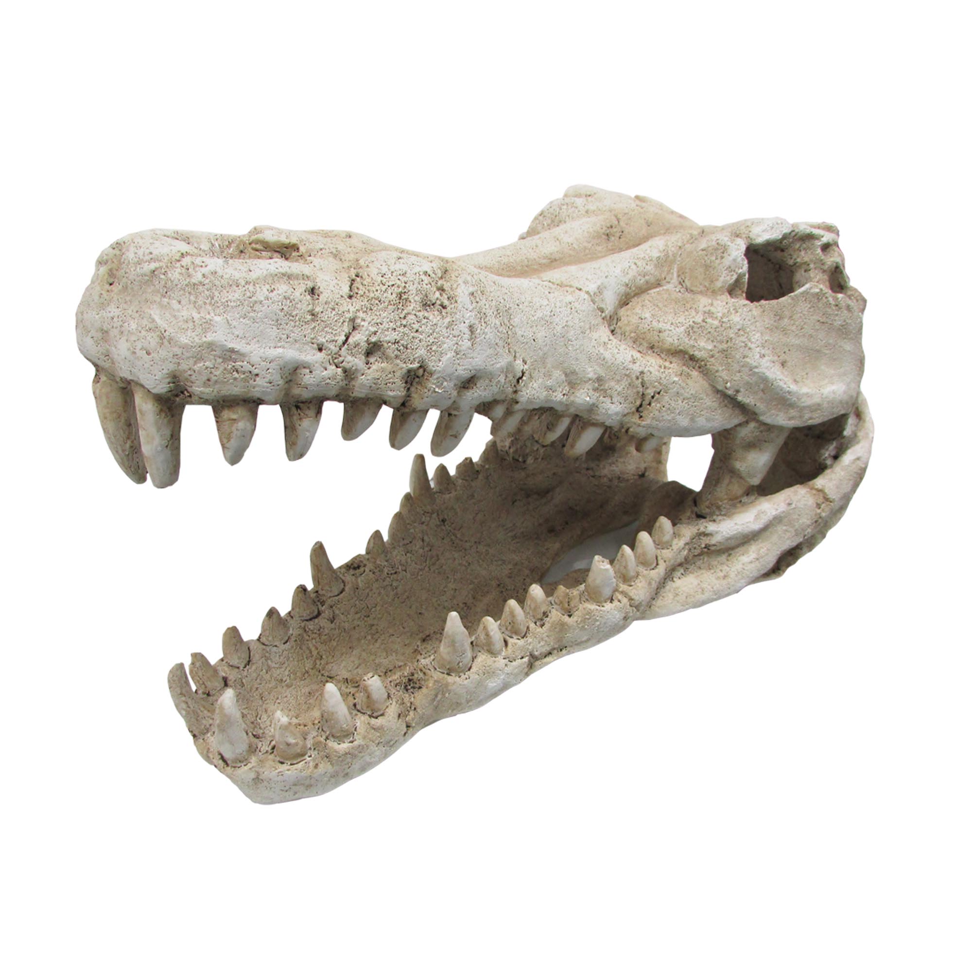 O.SCSKXL Croc Skull X Lge 44x22x25cm