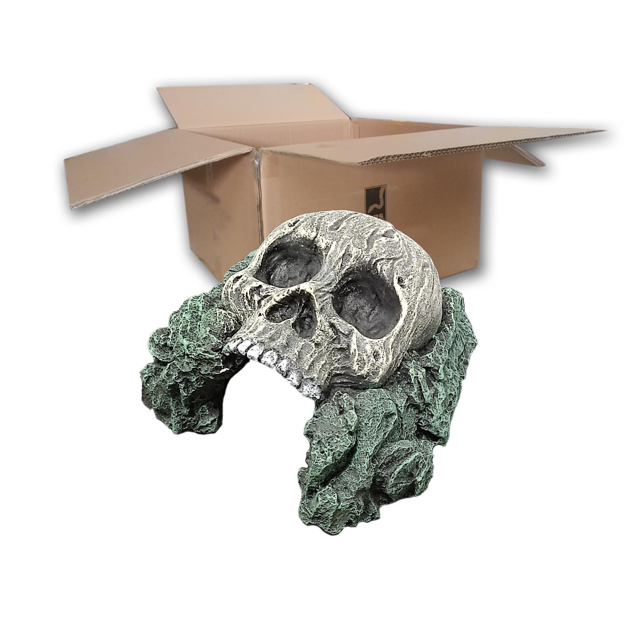 O.SHH Human Skull Hide (BOX of 36)