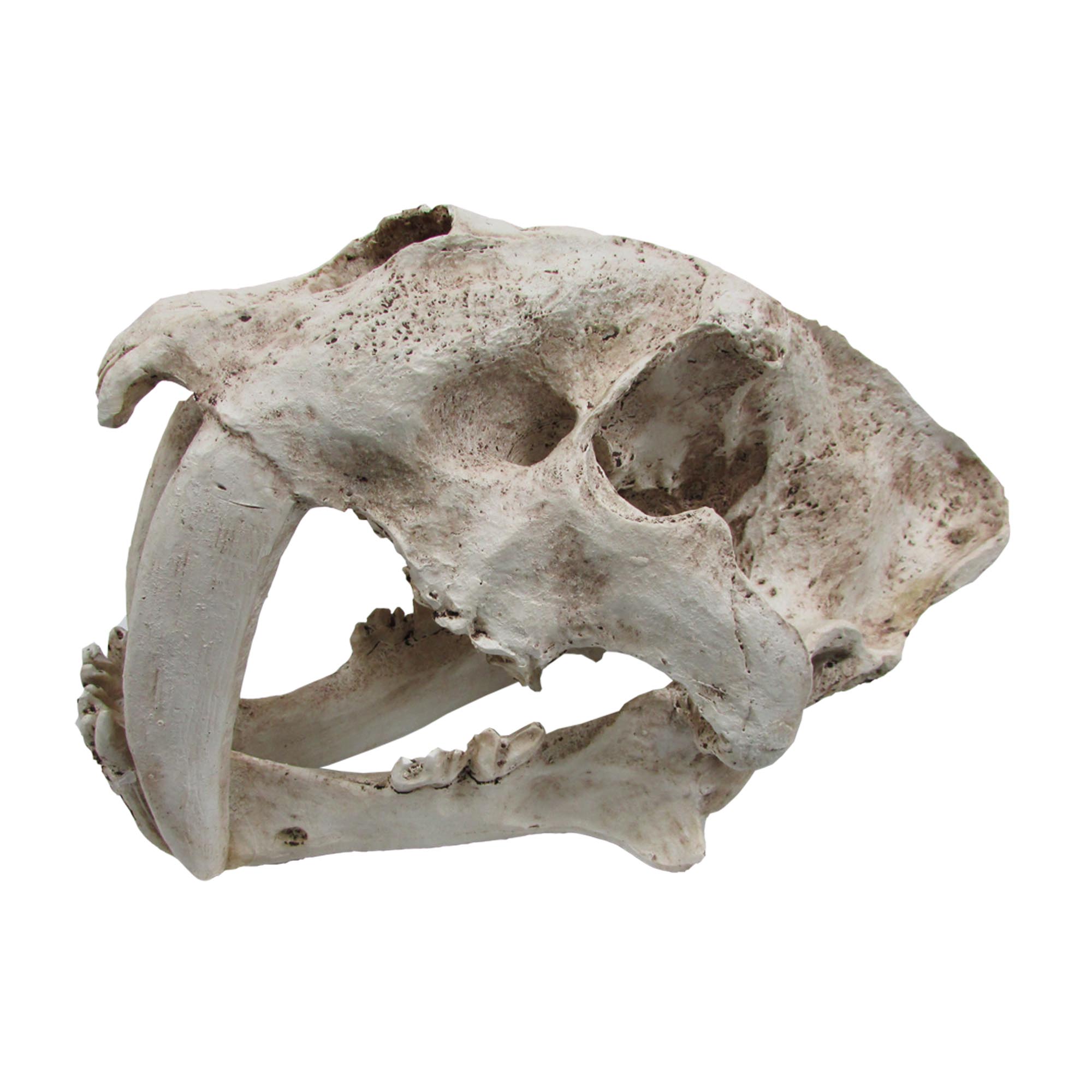 O.SSTSK Sabre Tooth Skull 34x19x20cm