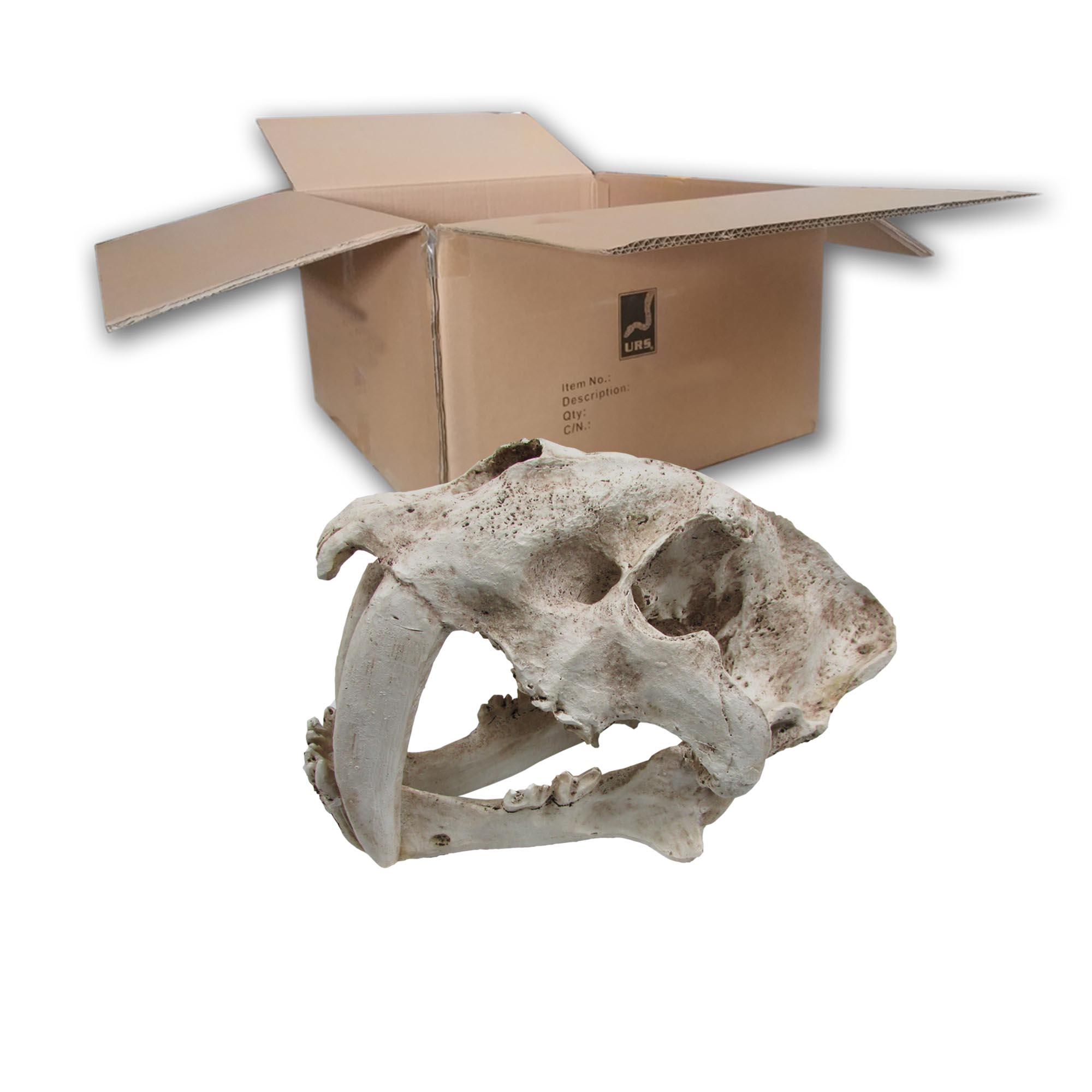 O.SSTSK Sabre Tooth Skull (BOX of 12)