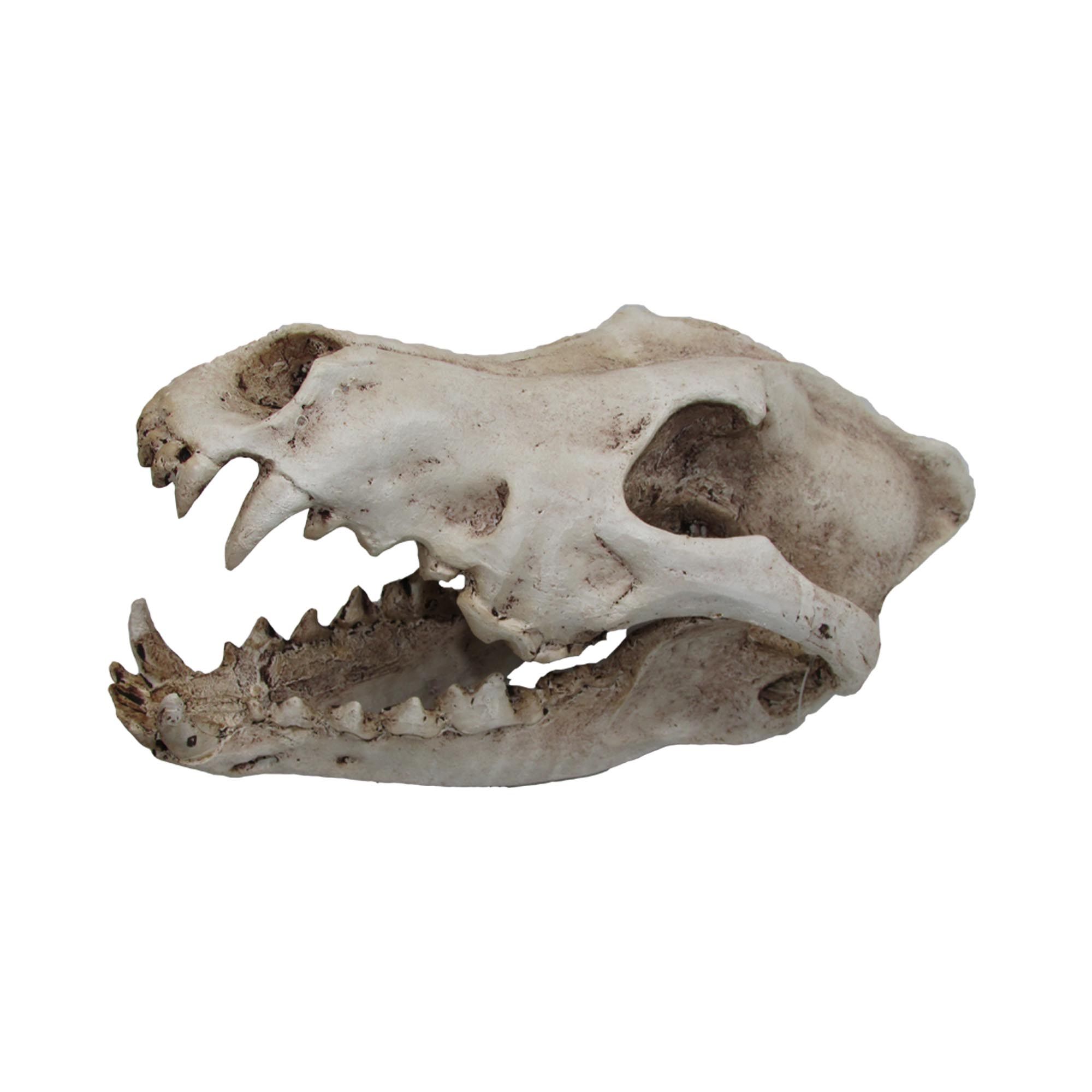 O.SWSK Wolf Skull 24x13x13cm