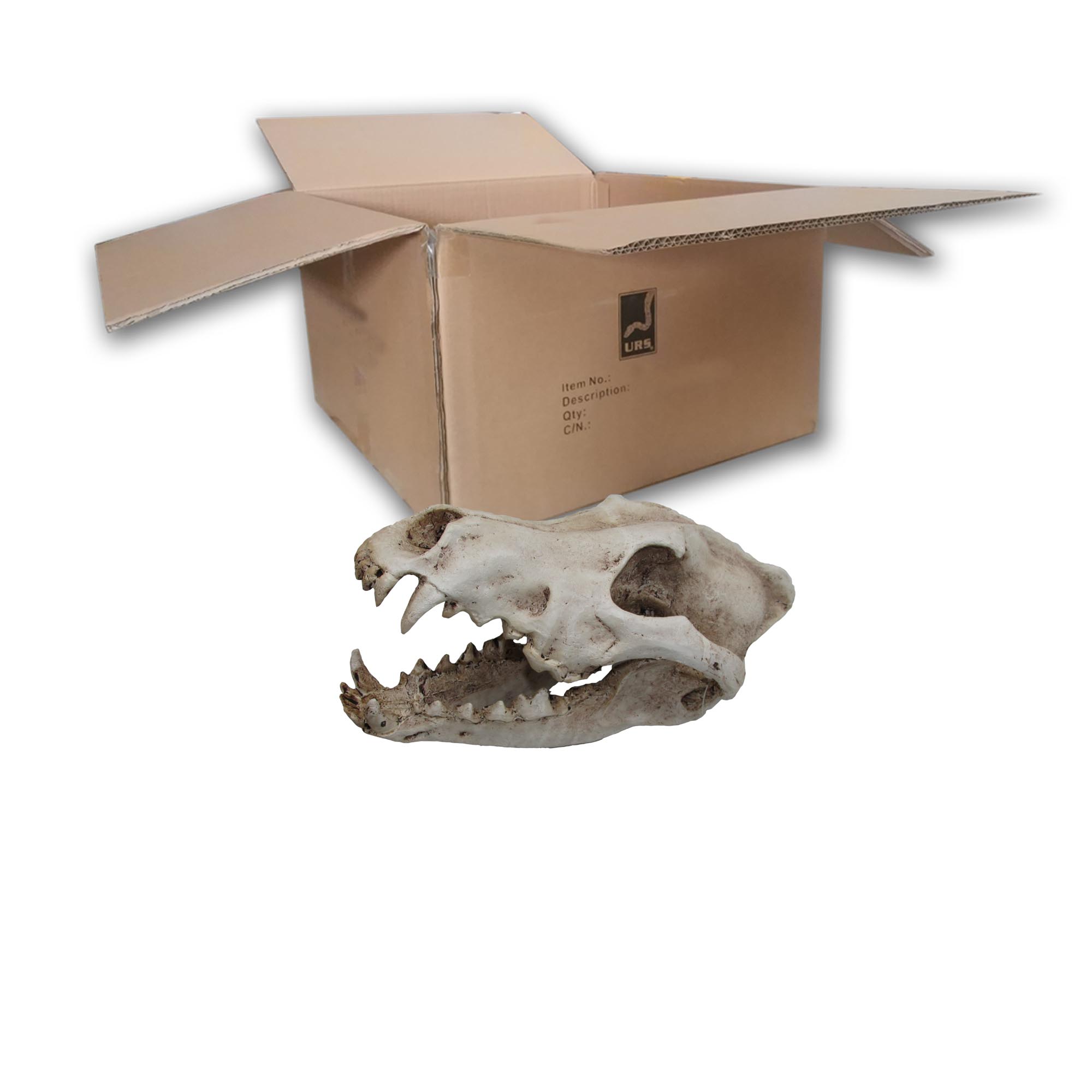 O.SWSK Wolf Skull (BOX of 18)
