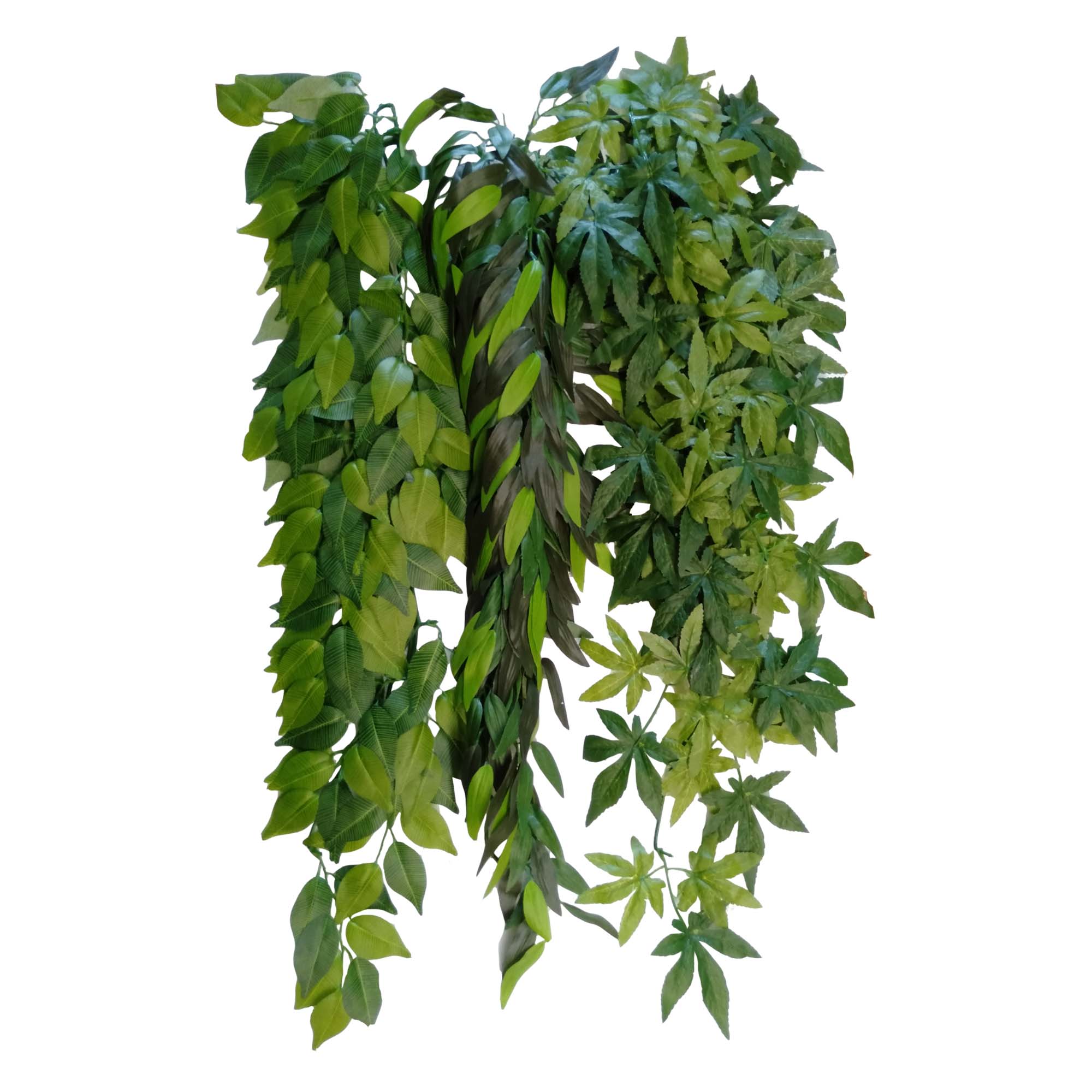 Plants