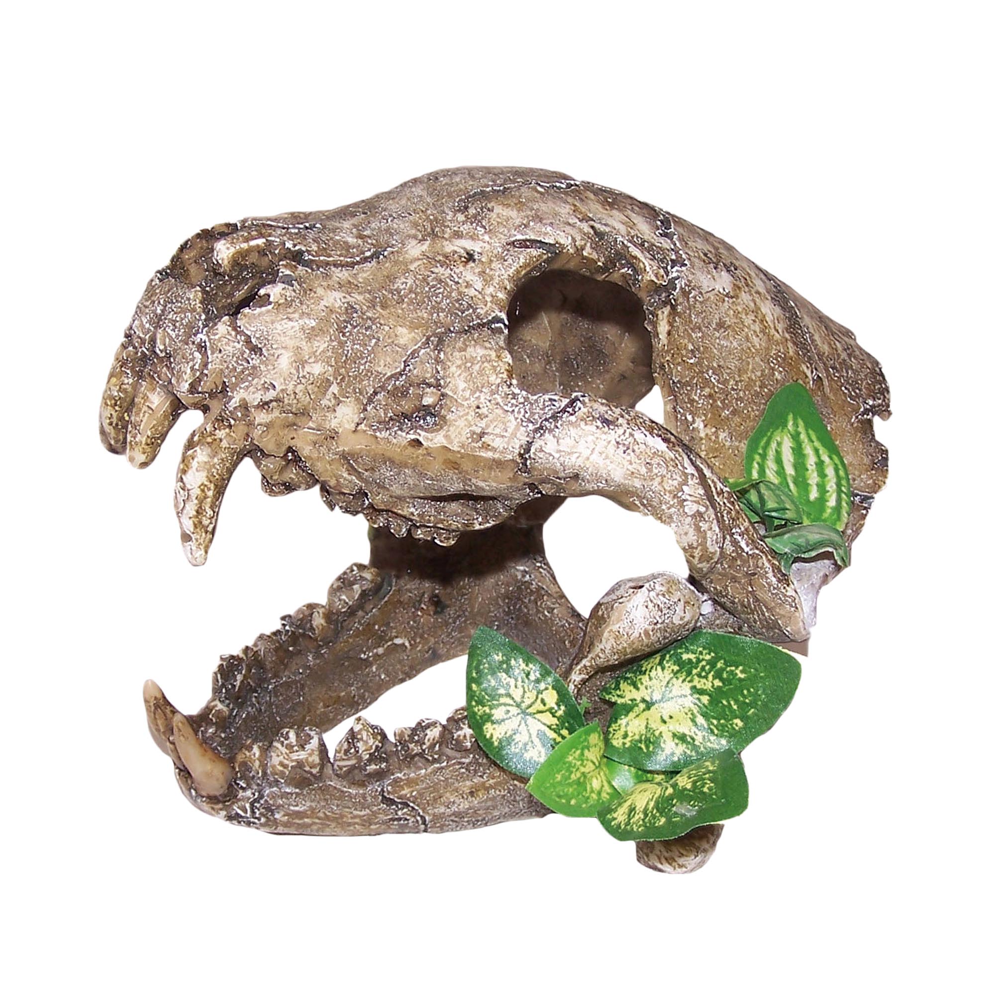 UN4011 Skull with Big Canines - Large