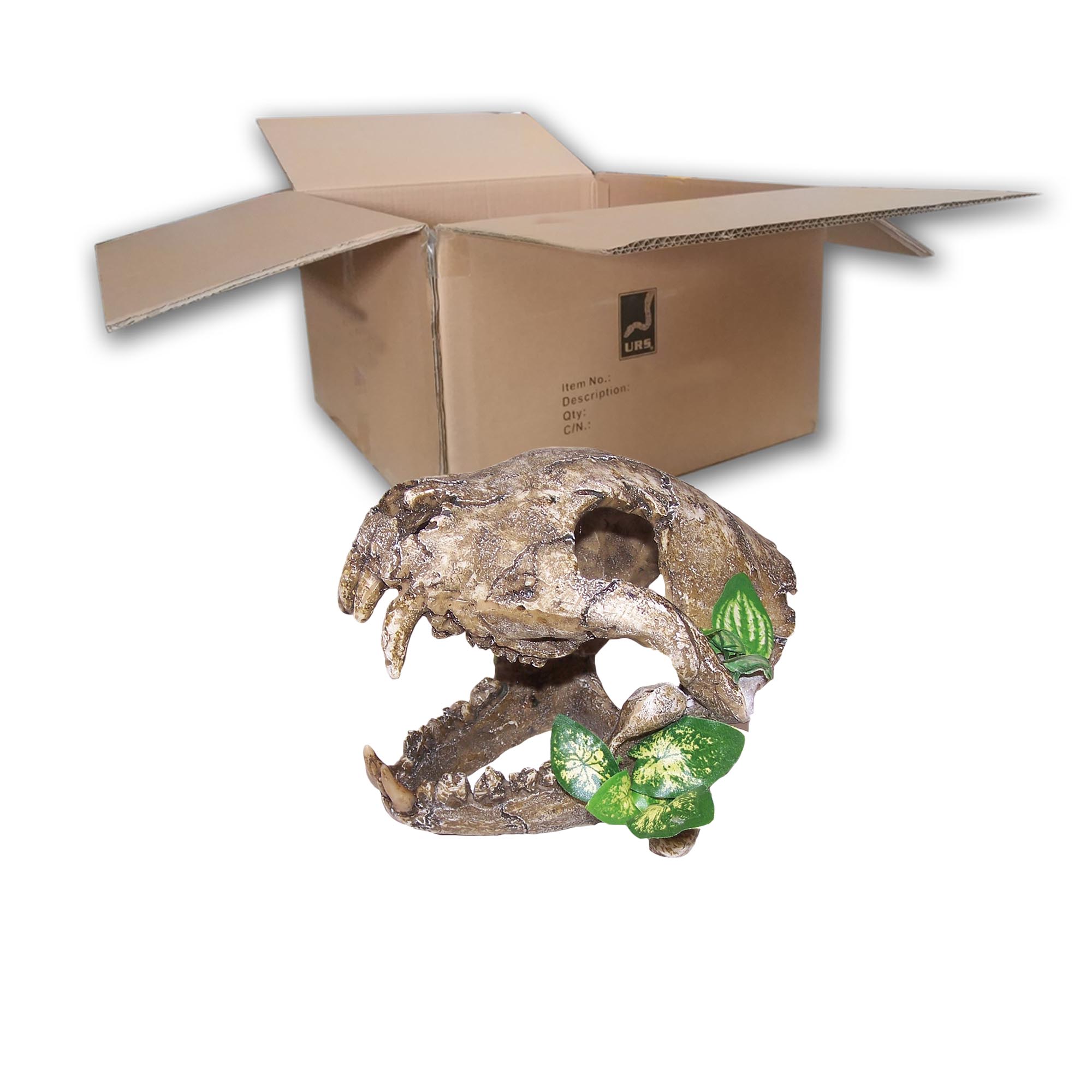 UN4011 Skull with Big Canines - Lge (BOX of 12)